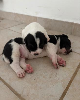 Cuccioli taglia media