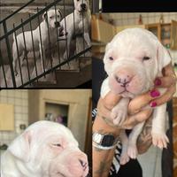 Dogo argentino