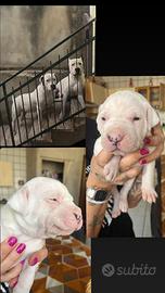 Dogo argentino