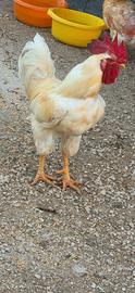 Gallo