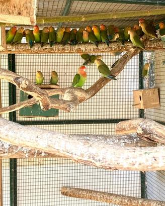 Esemplari di inseparabili roseicollis