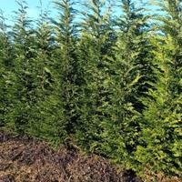 Piante di Cupressocyparis Leylandii h.300