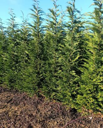 Piante di Cupressocyparis Leylandii h.300