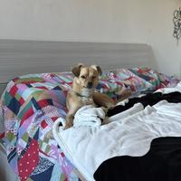 Dog Sitter