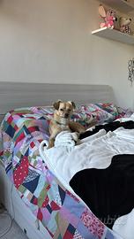 Dog Sitter