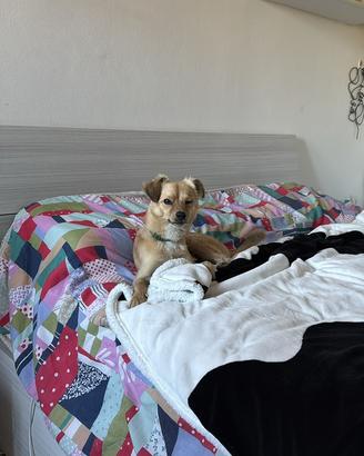 Dog Sitter