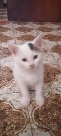 Animali