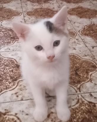 Animali