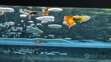Pesci acquario Guppy