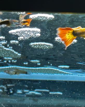 Pesci acquario Guppy