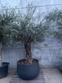 Ulivo in vaso completo