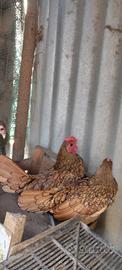 Galline sebright