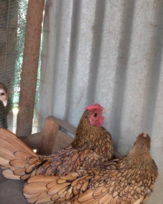 Galline sebright
