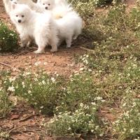 Cuccioli di volpino italiano