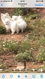 Cuccioli di volpino italiano