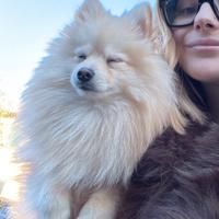 Spiz di Pomerania per monta