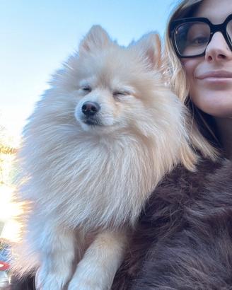 Spiz di Pomerania per monta