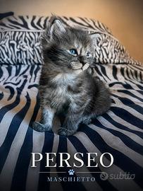 Cuccioli Maine Coon xxl