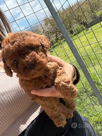 Mini toy papà 1.8 kg