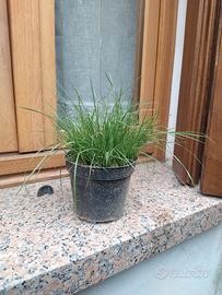 erba gatta 