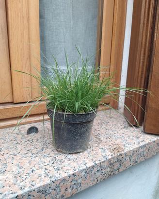 erba gatta 