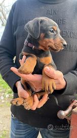 Cuccioli di dobermann