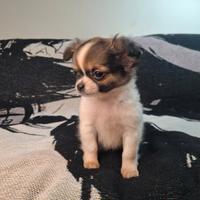 Chihuahua cuccioli maschi