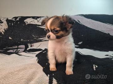 Chihuahua cuccioli maschi