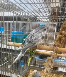 Cocorita melanistici/bf - Dun fallow