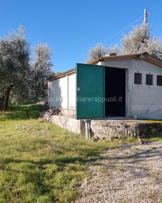 TE69 - Montepulciano terreno dove si può
