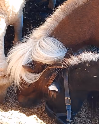 Pony femmine