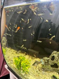 Guppy