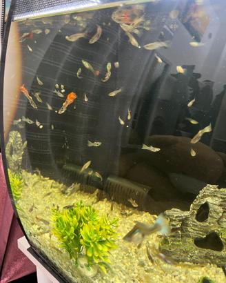 Guppy