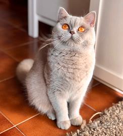 Femmina British Shorthair Lilac