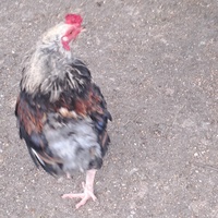 Gallo olive egger