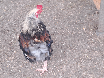 Gallo olive egger