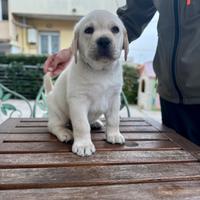 Cuccioli maschi di Labrador Retriever con Pedigree