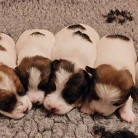 Cuccioli Jack Russell