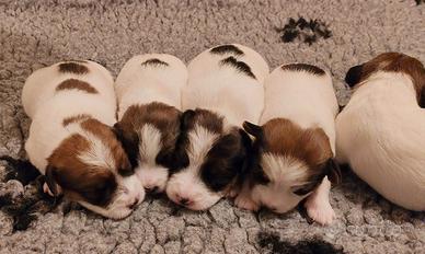 Cuccioli Jack Russell
