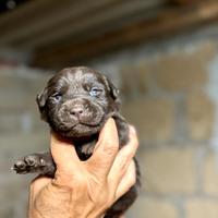Splendida cucciolata labrador chocolate