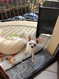 Chihuahua maschio