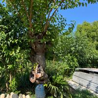 albero gelso piegato