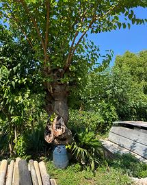 albero gelso piegato