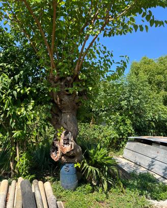 albero gelso piegato