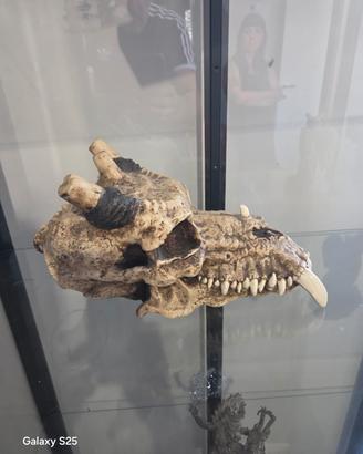 teschio di drago