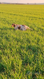 Setter inglese femmina