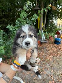 Cucciolo pastore australiano