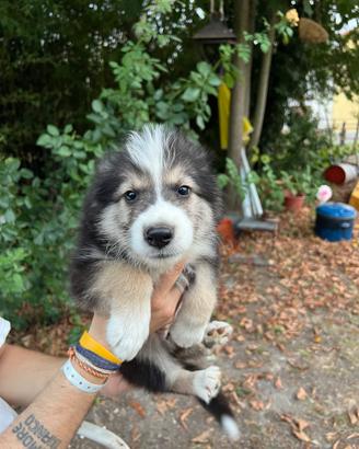 Cucciolo pastore australiano
