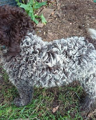 Lagotto pedigree Roi da Tartufo cuccioli