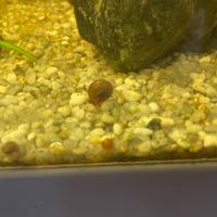 Lumache per acquario